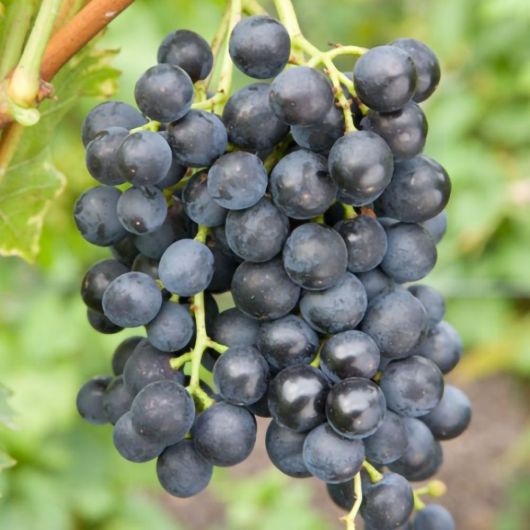 Vitis Muscat Bleu